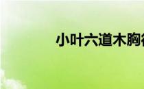 小叶六道木胸径 小叶六道木