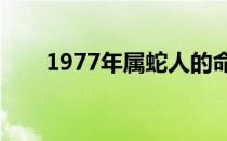 1977年属蛇人的命运 婚姻 一生概况