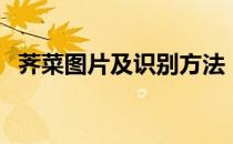 荠菜图片及识别方法（荠菜怎么吃法大全）