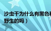 沙虫干为什么有黑色和白色的（沙虫干黑色是野生的吗）