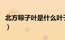 北方粽子叶是什么叶子（南方的粽子叶是什么）