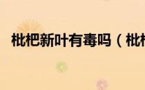 枇杷新叶有毒吗（枇杷新叶和老叶的区别）