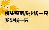 狮头鹅苗多少钱一只 农副产品栏目 狮头鹅苗多少钱一只