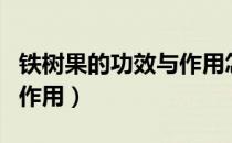 铁树果的功效与作用怎么吃（铁树果的功效与作用）
