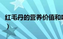 红毛丹的营养价值和吃法（红毛丹的营养价值）