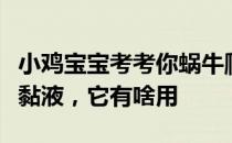 小鸡宝宝考考你蜗牛爬过的地方往往会有一条黏液，它有啥用