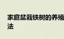 家庭盆栽铁树的养殖方法 盆栽铁树的养殖方法