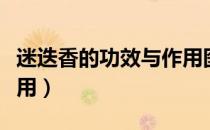 迷迭香的功效与作用图片（迷迭香的功效与作用）
