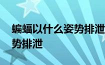 蝙蝠以什么姿势排泄森林驿站 蝙蝠以什么姿势排泄