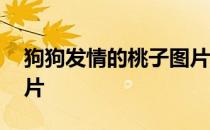 狗狗发情的桃子图片欣赏 狗狗发情的桃子图片