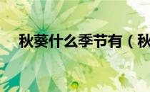 秋葵什么季节有（秋葵什么月份可以吃）
