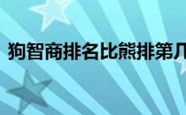 狗智商排名比熊排第几 比熊犬智商排名第几