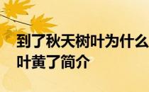到了秋天树叶为什么会黄 秋天到了为什么树叶黄了简介