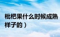 枇杷果什么时候成熟（枇杷熟了的时候是什么样子的）