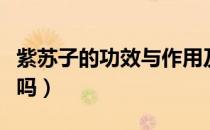 紫苏子的功效与作用及禁忌（紫苏子可以生吃吗）