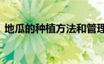地瓜的种植方法和管理技术 地瓜的种植方法