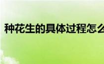 种花生的具体过程怎么写 种花生的具体过程