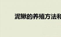 泥鳅的养殖方法和技术 泥鳅怎么养