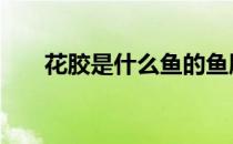 花胶是什么鱼的鱼肚 花胶是什么东西