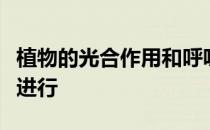 植物的光合作用和呼吸作用分别在什么时间里进行