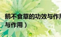 鹅不食草的功效与作用图片（鹅不食草的功效与作用）