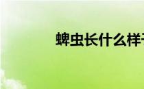 蜱虫长什么样子 脾虫的样子