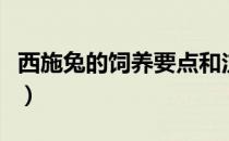 西施兔的饲养要点和注意（西施兔的饲养要点）