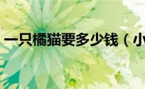 一只橘猫要多少钱（小橘猫一只一般多少钱）
