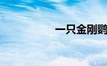一只金刚鹦鹉多少钱？