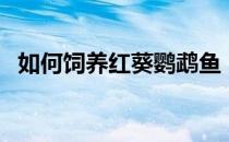 如何饲养红葵鹦鹉鱼（如何饲养红葵鹦鹉）