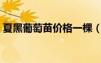 夏黑葡萄苗价格一棵（夏黑葡萄一斤多少钱）