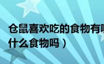 仓鼠喜欢吃的食物有哪些（你知道仓鼠喜欢吃什么食物吗）