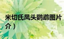 米切氏凤头鹦鹉图片（米切氏凤头鹦鹉品种简介）