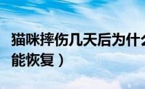 猫咪摔伤几天后为什么严重了（猫摔伤后多久能恢复）