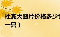 杜宾犬图片价格多少钱一只（杜宾犬价格多少一只）