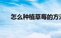 怎么种植草莓的方法（怎么种植草莓）
