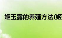 姬玉露的养殖方法(姬玉露的养殖方法视频)