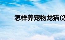 怎样养宠物龙猫(怎样养宠物龙猫猫)