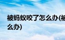 被蚂蚁咬了怎么办(被蚂蚁咬了怎么办肿了怎么办)