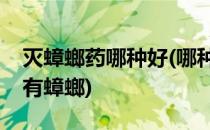 灭蟑螂药哪种好(哪种蟑螂药能杀尽家里的所有蟑螂)