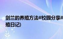 剑兰的养殖方法#校园分享#(剑兰的养殖方法和注意事项养殖日记)