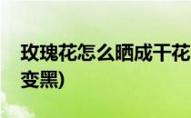 玫瑰花怎么晒成干花(玫瑰花怎么晒成干花不变黑)
