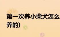 第一次养小柴犬怎么养(第一次养小柴犬怎么养的)