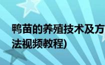 鸭苗的养殖技术及方法(鸭苗的养殖技术及方法视频教程)