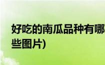 好吃的南瓜品种有哪些(好吃的南瓜品种有哪些图片)
