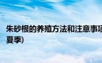 朱砂根的养殖方法和注意事项(朱砂根的养殖方法和注意事项夏季)