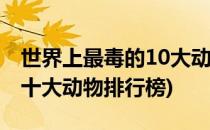 世界上最毒的10大动物排行榜(世界上最毒的十大动物排行榜)