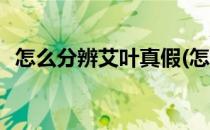 怎么分辨艾叶真假(怎么分辨艾叶真假视频)