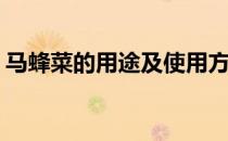 马蜂菜的用途及使用方法(马蜂菜的几种吃法)
