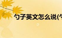 勺子英文怎么说(勺子英文怎么说读)
